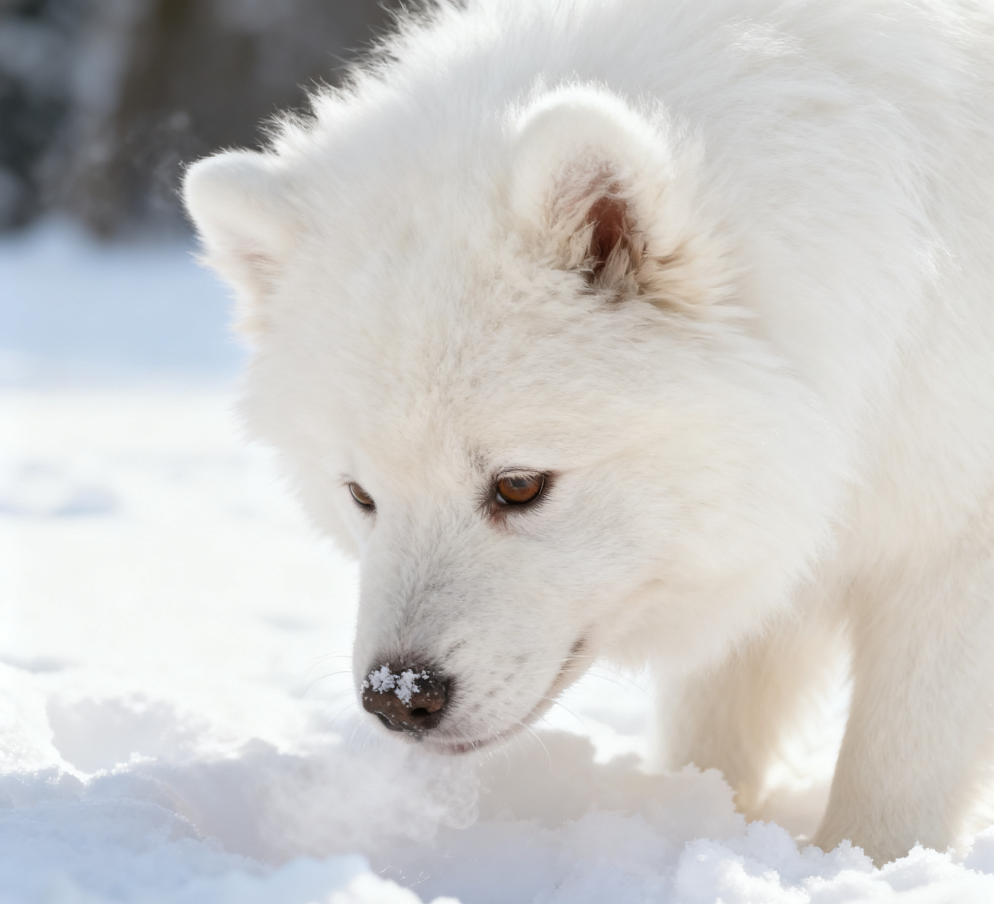 萨摩耶健康提示
